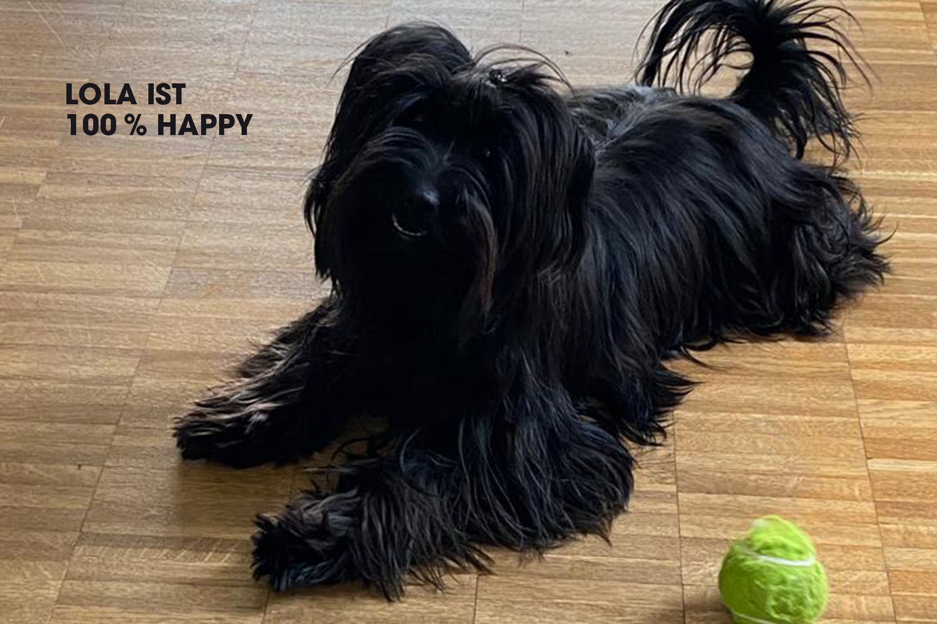 Schwarzer wuscheliger Hund auf Holzparkett mit Tennisball