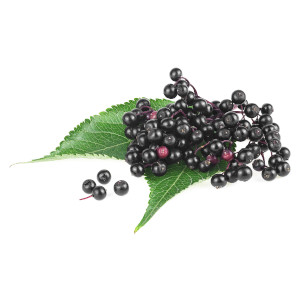 Dunkle Holunderbeeren mit grünem Blatt