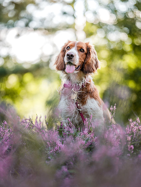 Braun weißer Hund mit Schlappohren sitzt hinter lila Heide